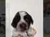 Working Cocker spaniel