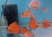 Homebred young Discus.