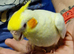 Hand reared baby Cockatiel