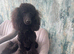 Gorgeous Female Miniature Poodle