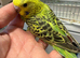 Hand Tame Budgie Chicks Ready Soon