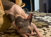 Sphinx