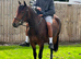 2 year old sports horse filly