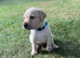 Beautiful litter of Labrador puppies