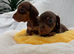 Miniature Dachshund