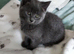 ABSOLUTELY BEAUTIFUL RUSSIAN BLUE KITTEN 8 WEEKS