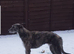 Deerhound  x collie  greyhound  lurcher
