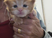 Beautiful Full Maine Coon Kittens – Family Raised