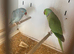 Ringneck pairs looking new home