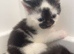 3 kittens looking for loving homes