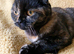 Beautiful Calico fold girl