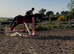 15.2h 12yr old allrounder