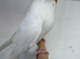 Double Factor Spangle Hen