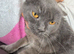 British Shorthair kitten
