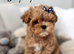 True Teacup Asian Maltipoo Boy DNA Clear