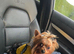 Stud Yorkshire Terrier