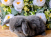 Mini lop babies