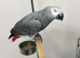 African Grey Tamed and Talking