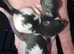 Gorgeous baby Rats ready from 1st September
