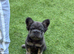 TOP QUALITY C1 & C2 FRENCHIE PUPPIES