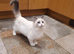 Beautiful GCCF Registered Ragdoll Kitten.