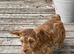 Stunning cockapoo puppy  (READY NOW)