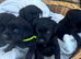 Outstanding Working Labrador Retriever Puppies for Sale