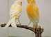 Yellow dimorphic canary pair