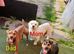 Beautiful pups for sale