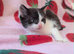 British Blue x kittens, flead/wormed/litter trained/socialised/ From £80