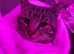 2 Year Old Cat for £350 ( URGENT ! )
