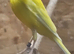 Canary for sale