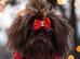 French bulldog Shih Tzu