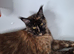 Female tortie mainecoon