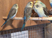 Blackwing budgies