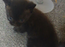 3 bsh x ready now mum is full lilac bsh