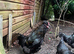 Aruacana hatching eggs , lovely BLUE eggs