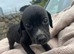 Vizla x lurcher pups