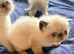 Colourpoint Exotic Shorthair Kittens