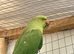 Indian ringneck
