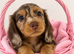 Beautiful long hair dachshunds
