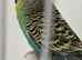 Yellow face Green hen ring number 18 Blue ring 2023 Bred