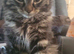 13 week old main coon / Norwegian Forrest kitten