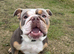 Spayed female English bulldog