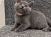 Grey kittens