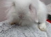 Mini lops/raised indoors/ vaccinated