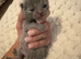 8 British short hair kittens lilacs and blues
