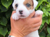 Parson Terrier pups for sale