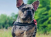 French bulldog puppies ready to leave