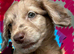 Goldendoodle puppies - Ready to go this weekend